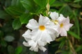 Mandevilla, Rocktrumpet flowers with white petals and yellow center