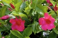 Mandevilla 846105