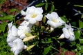 White Brazilian jasmine, Mandevilla sanderi