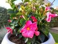 Mandevilla sanderi flowers.