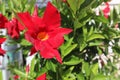 Mandevilla sanderi is a shrub with red flowers
