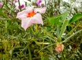 Mandevilla Cream Pink flowers