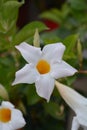 Mandevilla Sundaville White flower