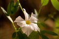 Mandevilla Royalty Free Stock Photo