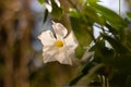 Mandevilla Royalty Free Stock Photo