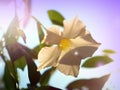 Mandevilla Royalty Free Stock Photo