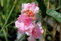 Mandevilla x hybrida 'Summer Romance Double Pink'