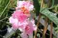 Mandevilla x hybrida 'Summer Romance Double Pink'