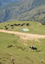 Mandi, Himachal Pradesh, India - 10 16 2021: A man folding parachute after paraglide with cattles walking on the mountain