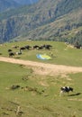 Mandi, Himachal Pradesh, India - 10 16 2021: A man folding parachute after paraglide with cattles walking on the mountain