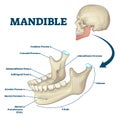 Mandible jaw bone labeled anatomical structure scheme vector illustration