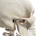 The mandible Royalty Free Stock Photo