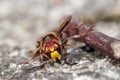 Mandibles of giant hornet Royalty Free Stock Photo