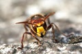 Mandibles of giant hornet Royalty Free Stock Photo