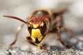 Mandibles of the giant hornet Royalty Free Stock Photo