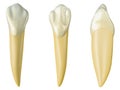 Mandibular canine tooth in the buccal, palatal and lateral views. Realistic 3d illustration of mandibular canine tooth.