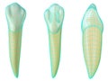 Mandibular canine tooth in the vestibular, palatal and lateral views with blue neon wireframe wrapping the tooth. Realistic 3d