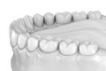 Mandibular human gum and teeth anatomy. Medically accurate tooth illustration