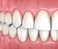 Mandibular human gum and teeth anatomy. Medically accurate tooth illustration