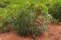 Mandioca plantation on a farm, south america agriculture