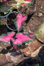 Mandova caladium