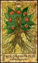 Mandragora. Ace of pentacles Royalty Free Stock Photo