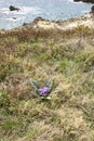 Mandragora autumnalis in bloom