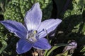 Mandragora autumnalis mythical purple flower used in the magic of the Middle Ages