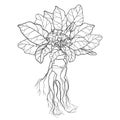 Vector outline Mandragora officinarum or Mediterranean mandrake leaf bunch, flower and root in black isolated on white background.