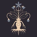 Mandragora Magic Plant Witchcraft Occult Icon