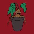 Mandragora, is a magical and sentient plant. Root with face.