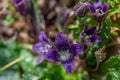 Mandragora or mandrake a purple wildflower that grows in the Winter