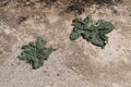 Mandragora officinarum in the sun on dry soil with small stones