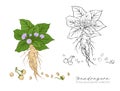 Mandragora plant. Colored and outline set vector illustration.