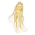 Vector outline Mandragora officinarum or Mediterranean mandrake root like a human figure in beige and brown isolated on white.