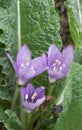 Mandrake flowers, mandragora officinalis Royalty Free Stock Photo