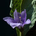 Mandrake, Mandragora officinarum