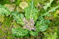 Mandrake or Mandragora Officinarum plant in Saint Gallen in Switzerland