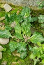 Mandrake or Mandragora Officinarum plant in Saint Gallen in Switzerland