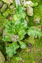Mandrake or Mandragora Officinarum plant in Saint Gallen in Switzerland