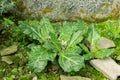 Mandrake or Mandragora Officinarum plant in Saint Gallen in Switzerland