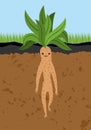 Mandrake root in ground. Legendary mystical plant in form of man