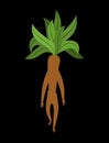 Mandrake root isolated. Legendary mystical plant in form of man. Royalty Free Stock Photo