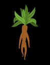 Mandrake root isolated. Legendary mystical plant in form of man.