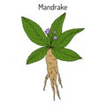 Mandrake root or Mandragora officinarum Royalty Free Stock Photo