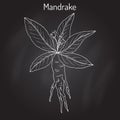 Mandrake root or Mandragora officinarum Royalty Free Stock Photo