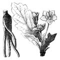 Mandrake root or Mandragora officinarum vintage engraving