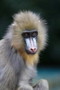 Mandril Royalty Free Stock Photo