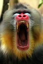 Mandril, monkey mandril, Mandrillus sphinx closeup face Royalty Free Stock Photo