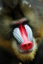 Mandril, monkey mandril, Mandrillus sphinx closeup face Royalty Free Stock Photo